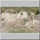 Anoplius infuscatus - Wegwespe 001 Habitat - Osnabrueck-Hasbergen-Waldwiese-Lehmhuegel.jpg